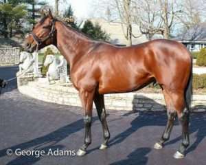 American Pharoah at Ashford in 2016