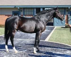 Medaglia d’Oro at Darley in 2016