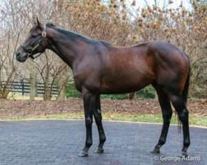 Uncle Mo, sire of Kentucky Derby contenders Outwork, Nyquist and Mo Tom, at Ashford in 2015