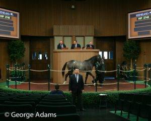 The Factor Colt in the Ring